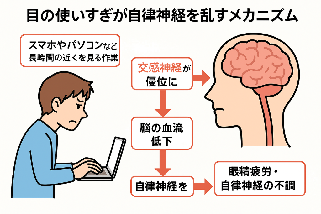長時間の近距離作業によって交感神経が優位になり、脳血流が低下し、
　眼精疲労や自律神経の不調を引き起こすメカニズムを示した図。